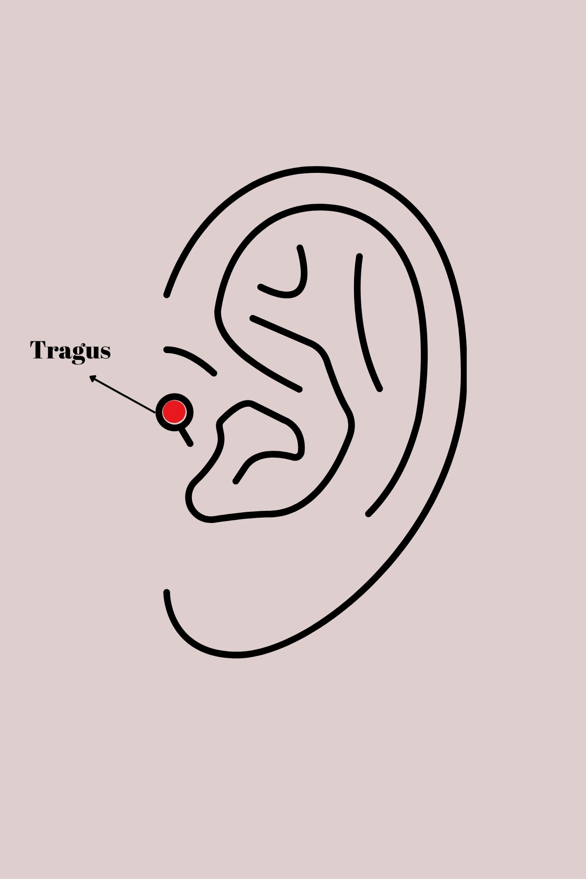 Çelik Gümüş Renk Dal Model Zirkon Taş Detaylı Tragus Piercing